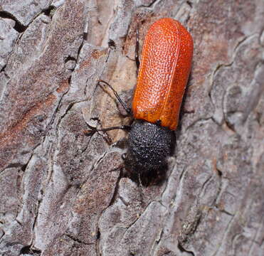 Image of horned powderpost beetles