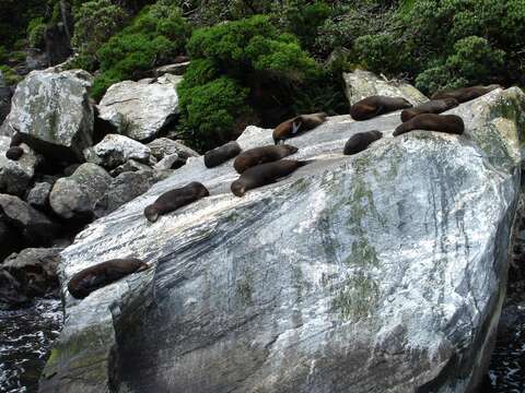 Image of Antipodean Fur Seal