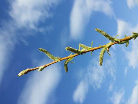 Imagem de Salix purpurea L.