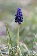 Image of Armenian grape hyacinth