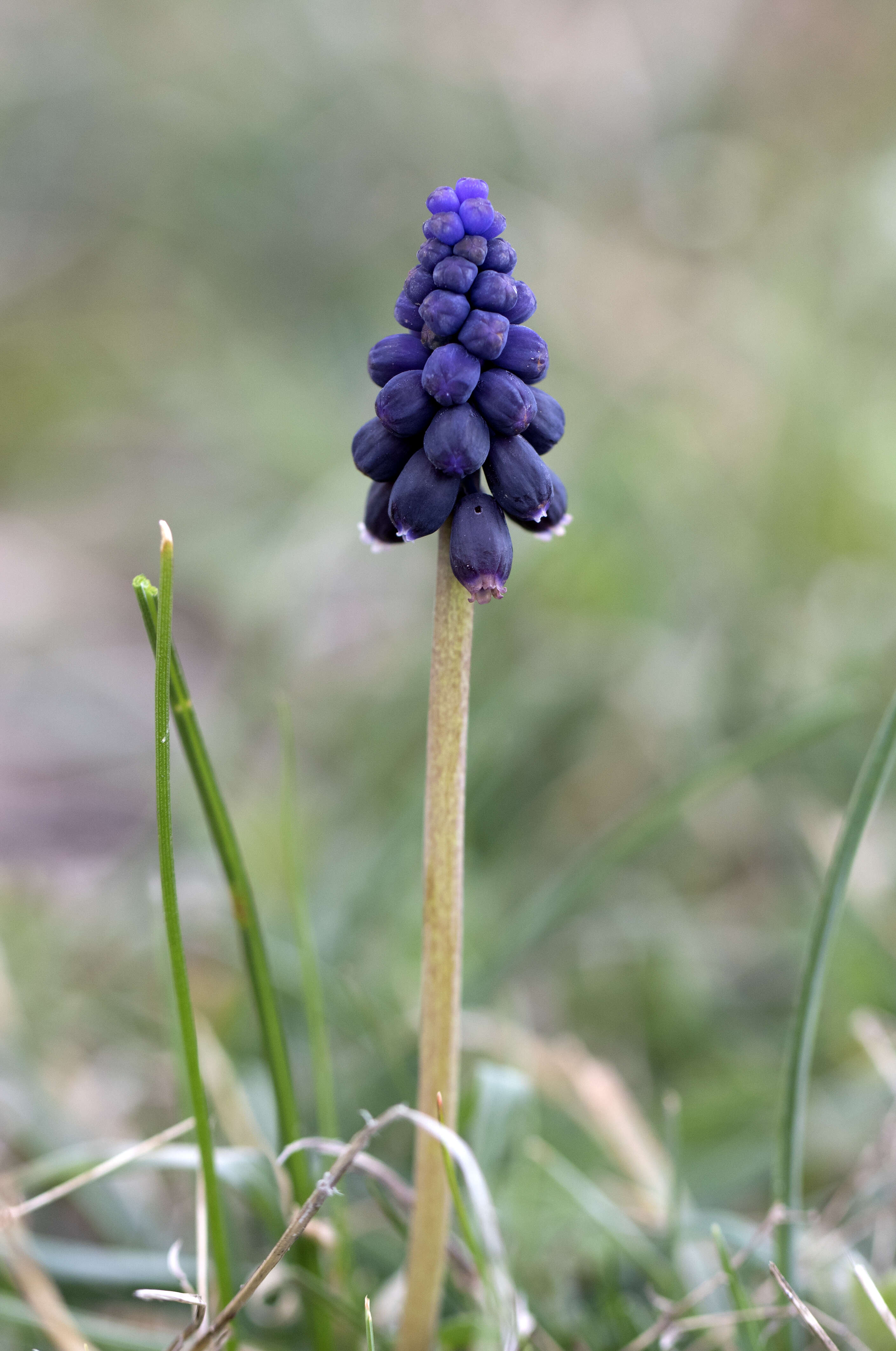 Image of Armenian grape hyacinth