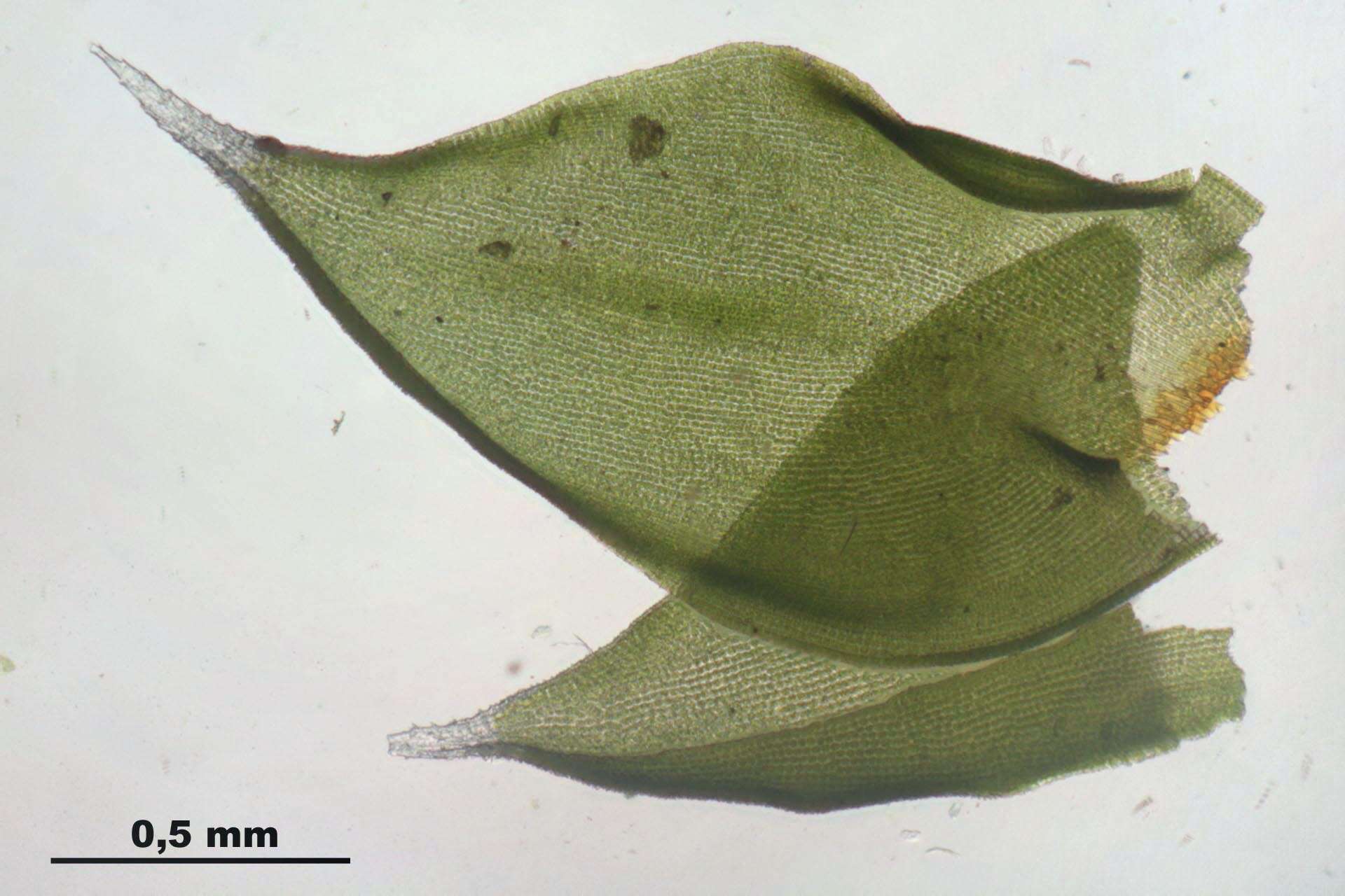 Image of Ciliate Hedwigia Moss