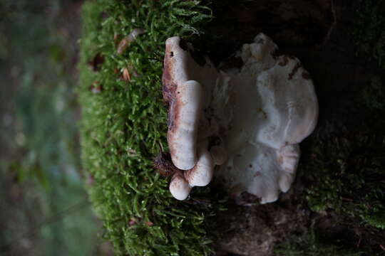 Image of Late fall polypore