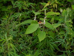 Image of Colquhounia coccinea Wall.