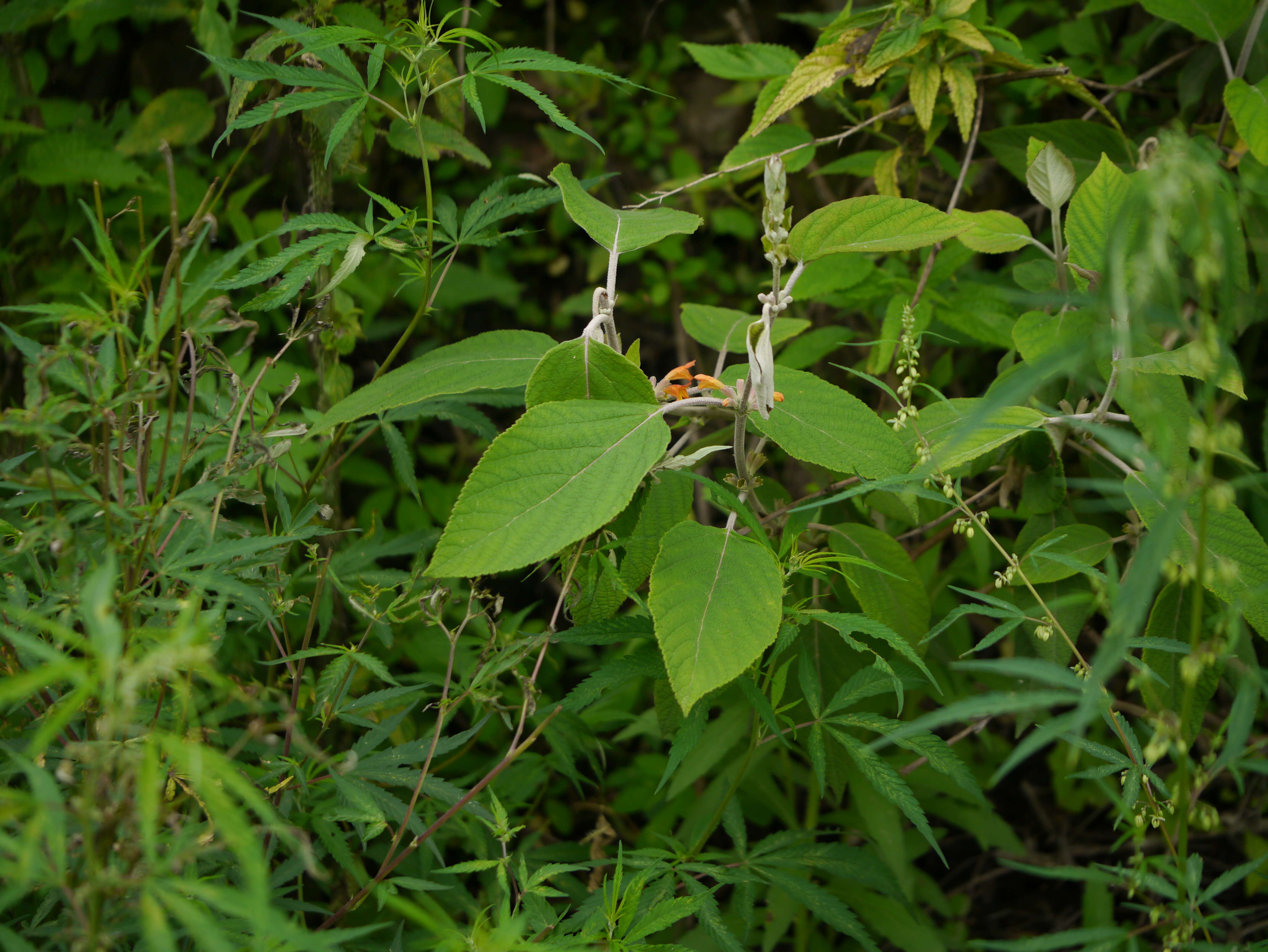 Image of Colquhounia coccinea Wall.