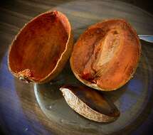 Image of mammee sapote