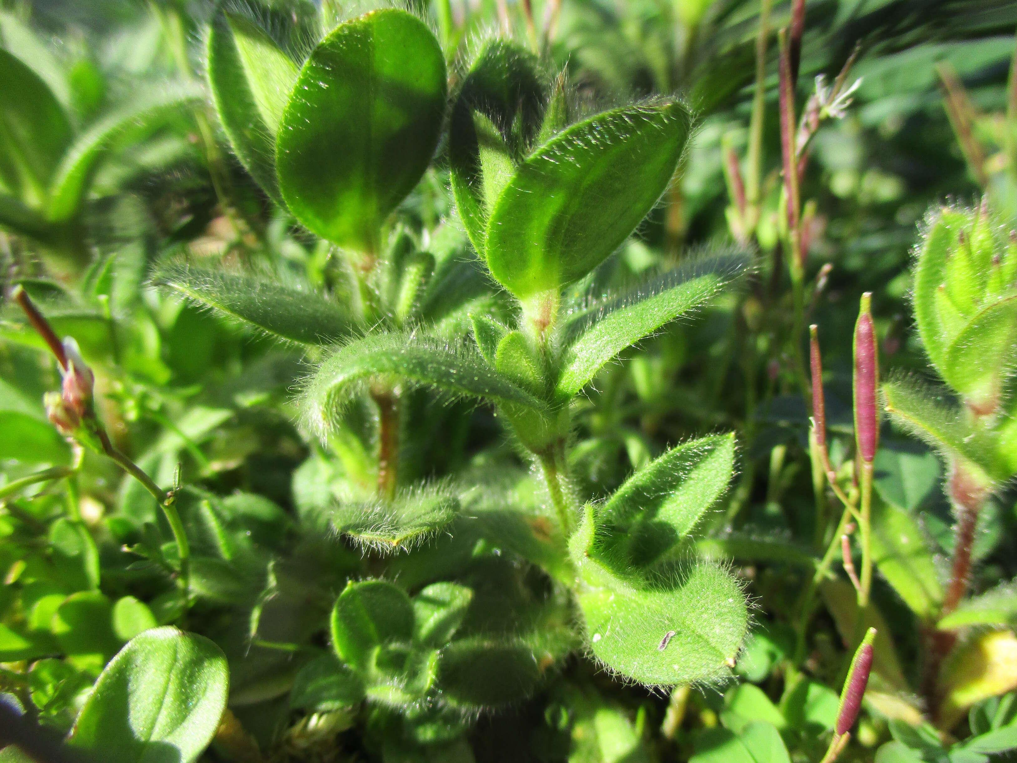 Image of oregano