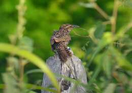 Image of Yucatan Wren