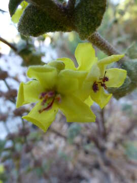 Image of wavyleaf mullein