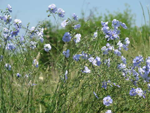 Image of Asian flax