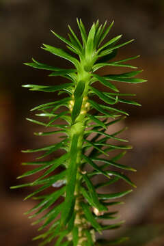 Image of shining clubmoss