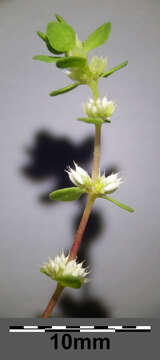 Image of Coral-necklace