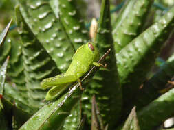 Image of egyptian grasshopper, tree locust