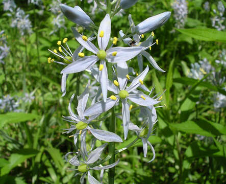 Imagem de Camassia scilloides (Raf.) Cory