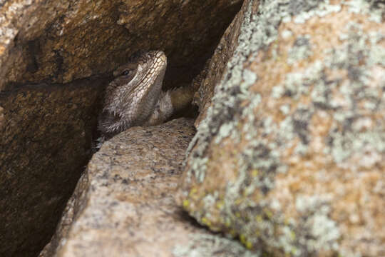 Image of Crevice Spiny Lizard