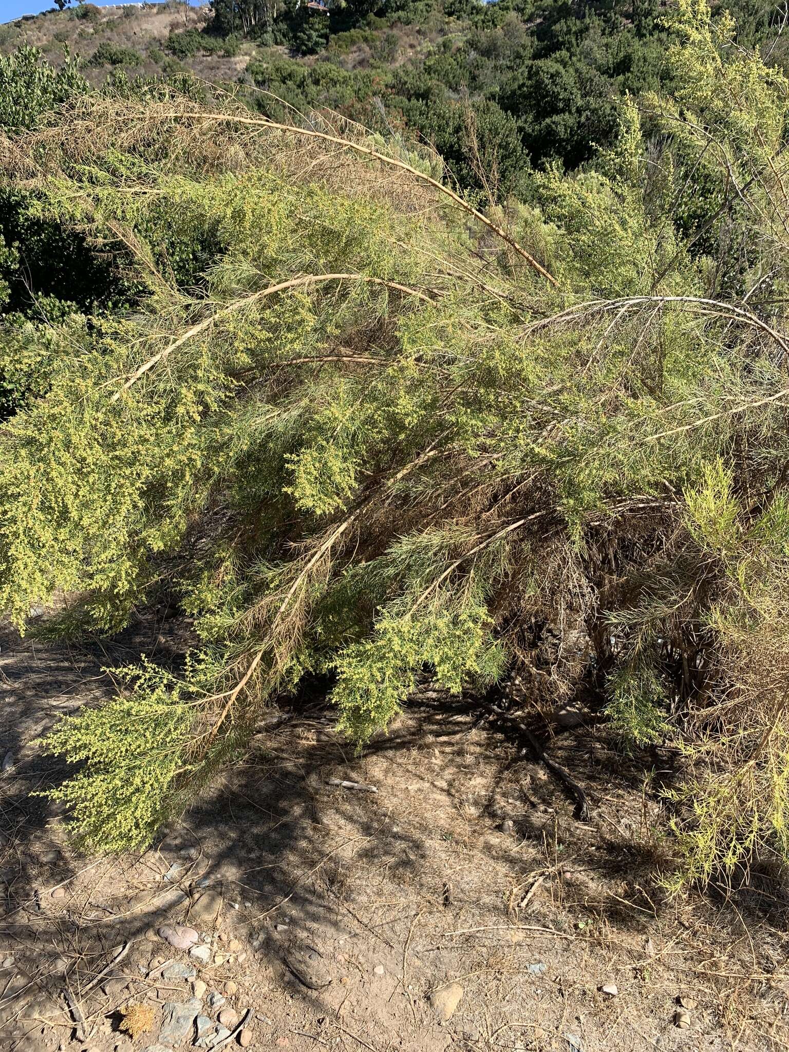 Image of ragweed