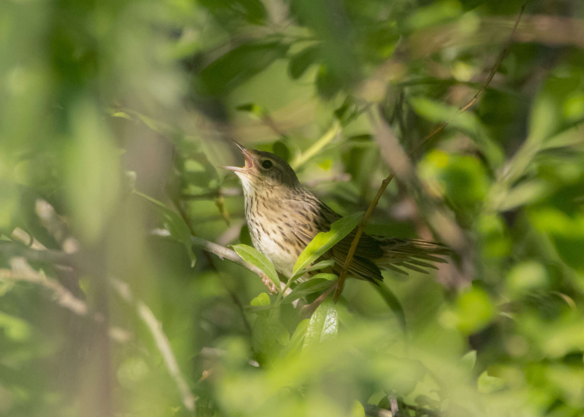 Image of Lanceolated Warbler