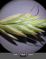Image of corn brome