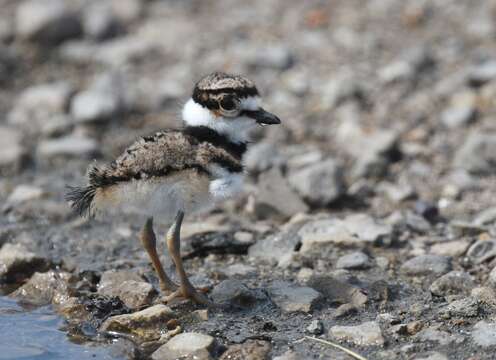 Image of Killdeer