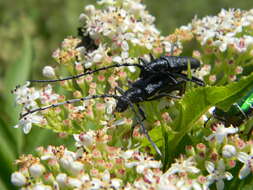 Image of capricorn beetle