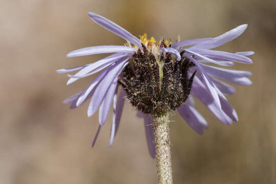 Image of featherleaf fleabane