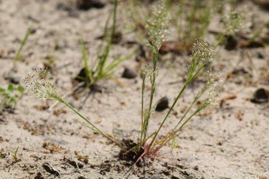 Image of silver hairgrass