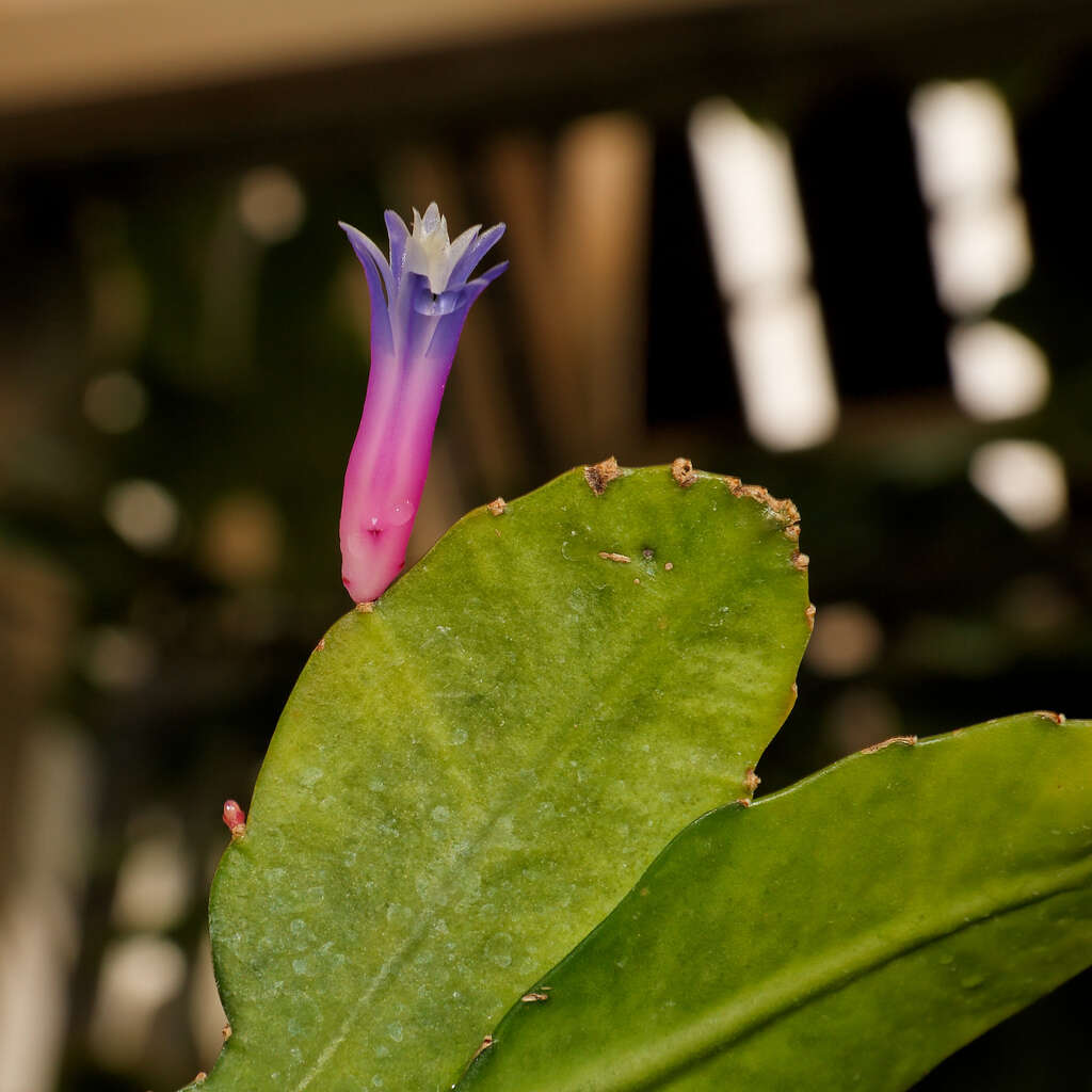 Image of Pseudorhipsalis amazonica (K. Schum.) Ralf Bauer