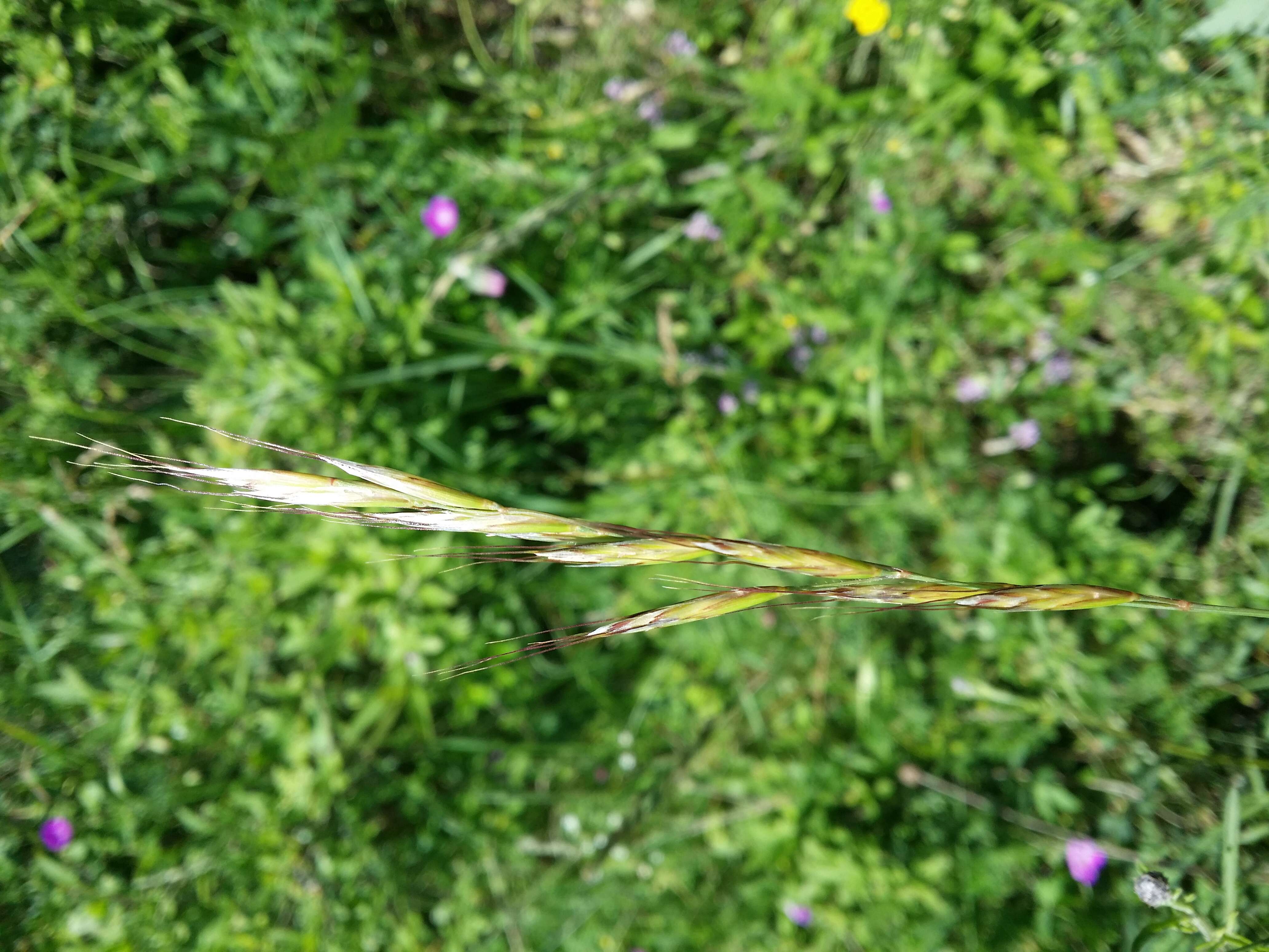 Plancia ëd Helictochloa pratensis (L.) Romero Zarco