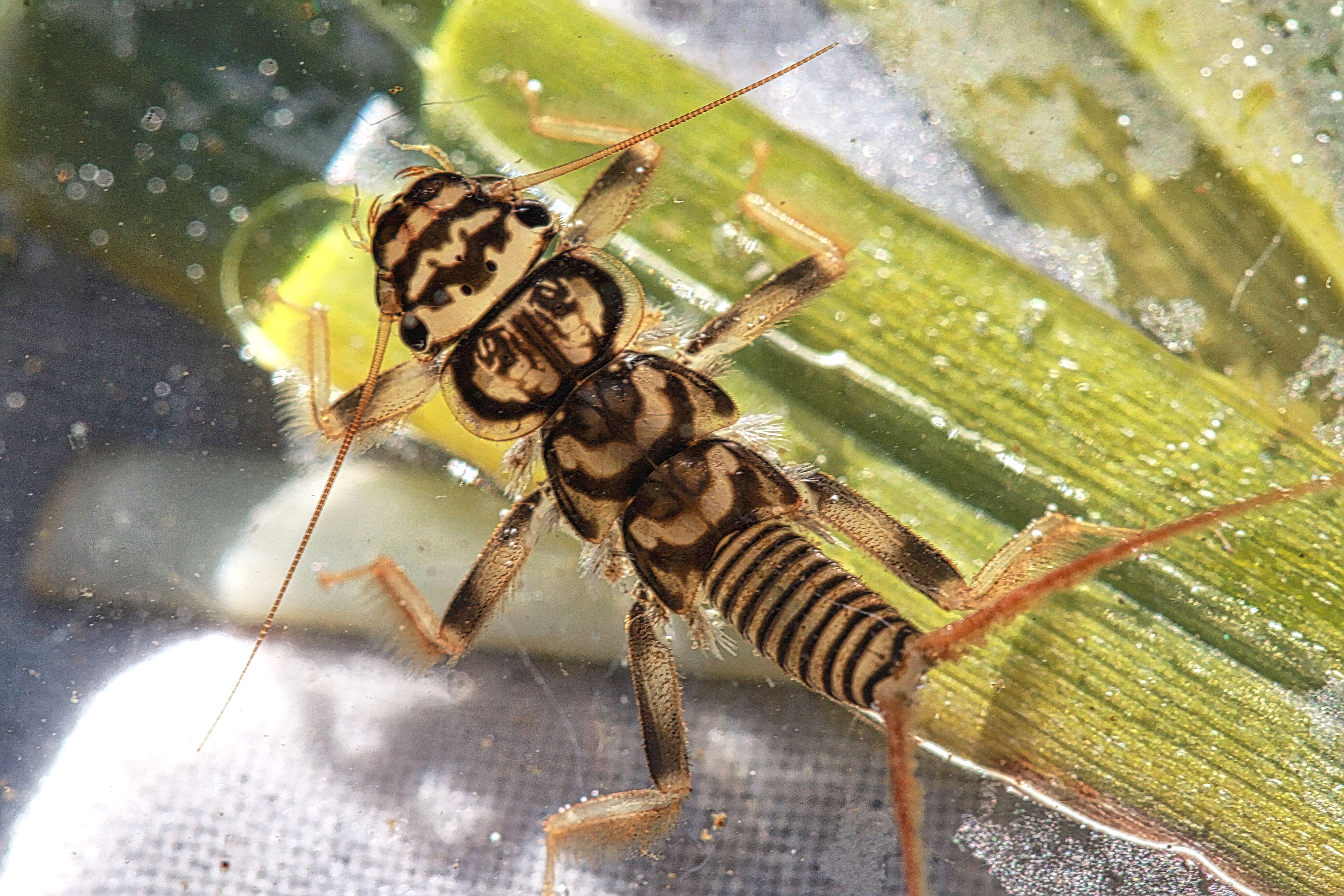 Слика од Acroneuria lycorias (Newman 1839)