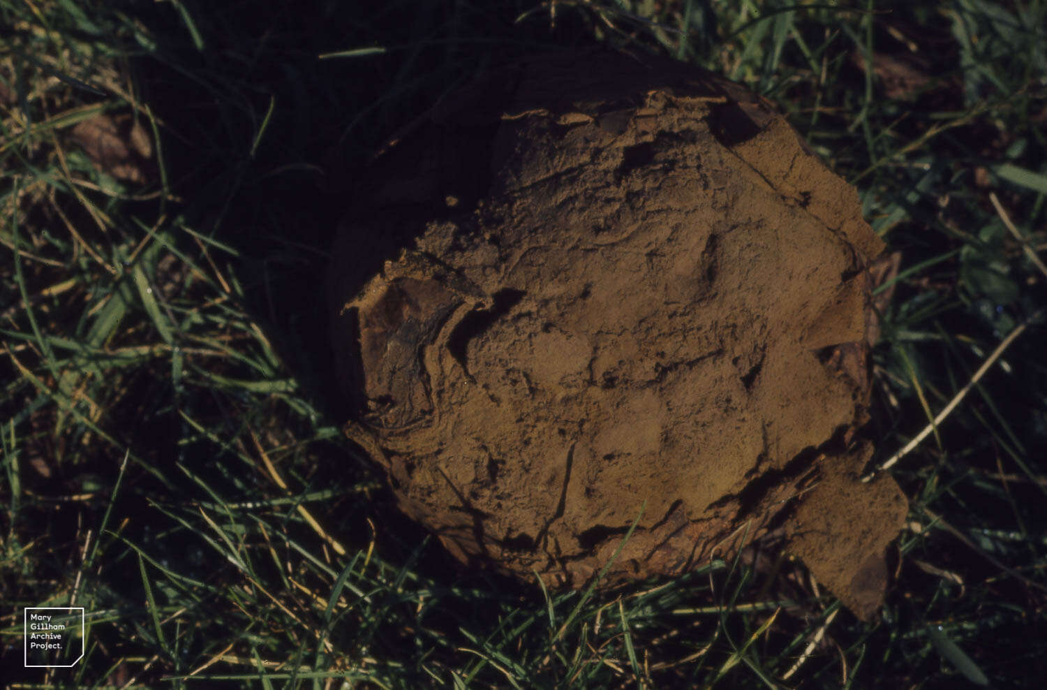 Image de Vesse-de-loup géante