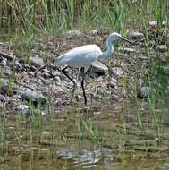 Image of Little Egret