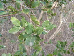 Image of Lithraea caustica Hook. & Arn.