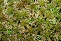 Imagem de Sphagnum quinquefarium Warnstorf 1886