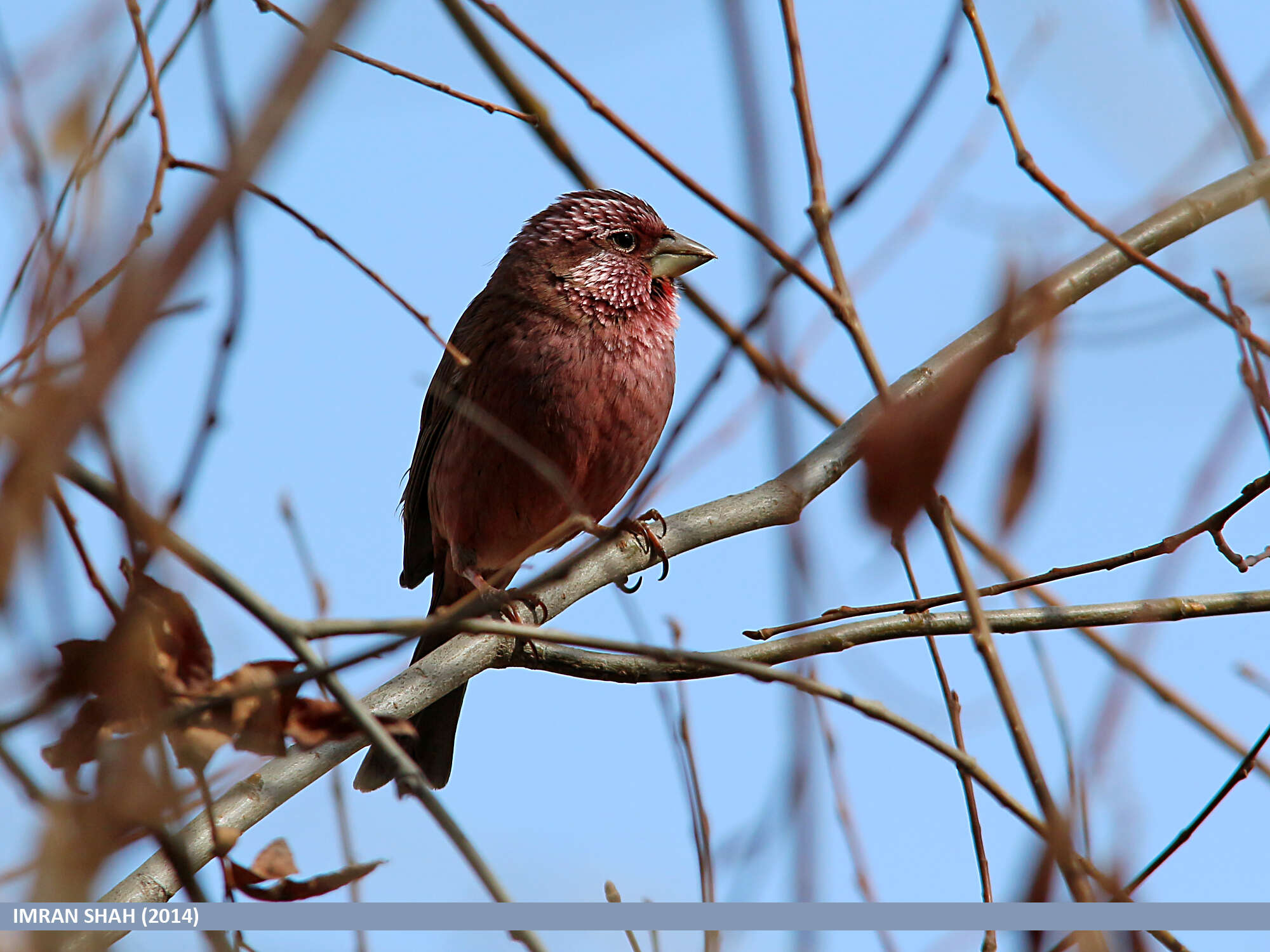 Plancia ëd Carpodacus rhodochlamys (Brandt & JF 1843)