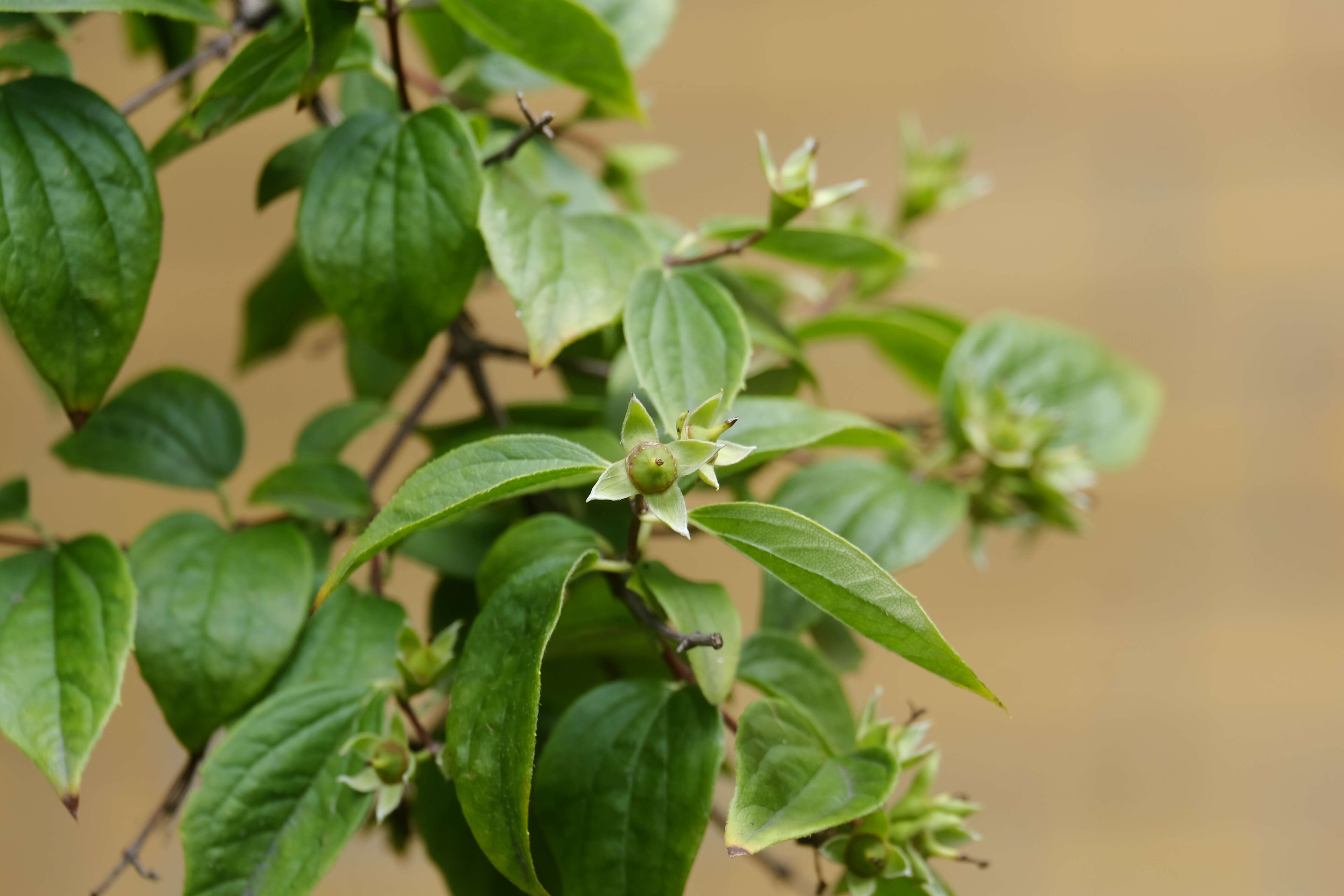 Image of sweet mock orange