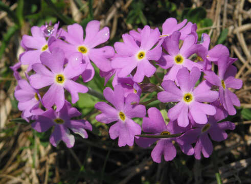 Plancia ëd Primula farinosa L.