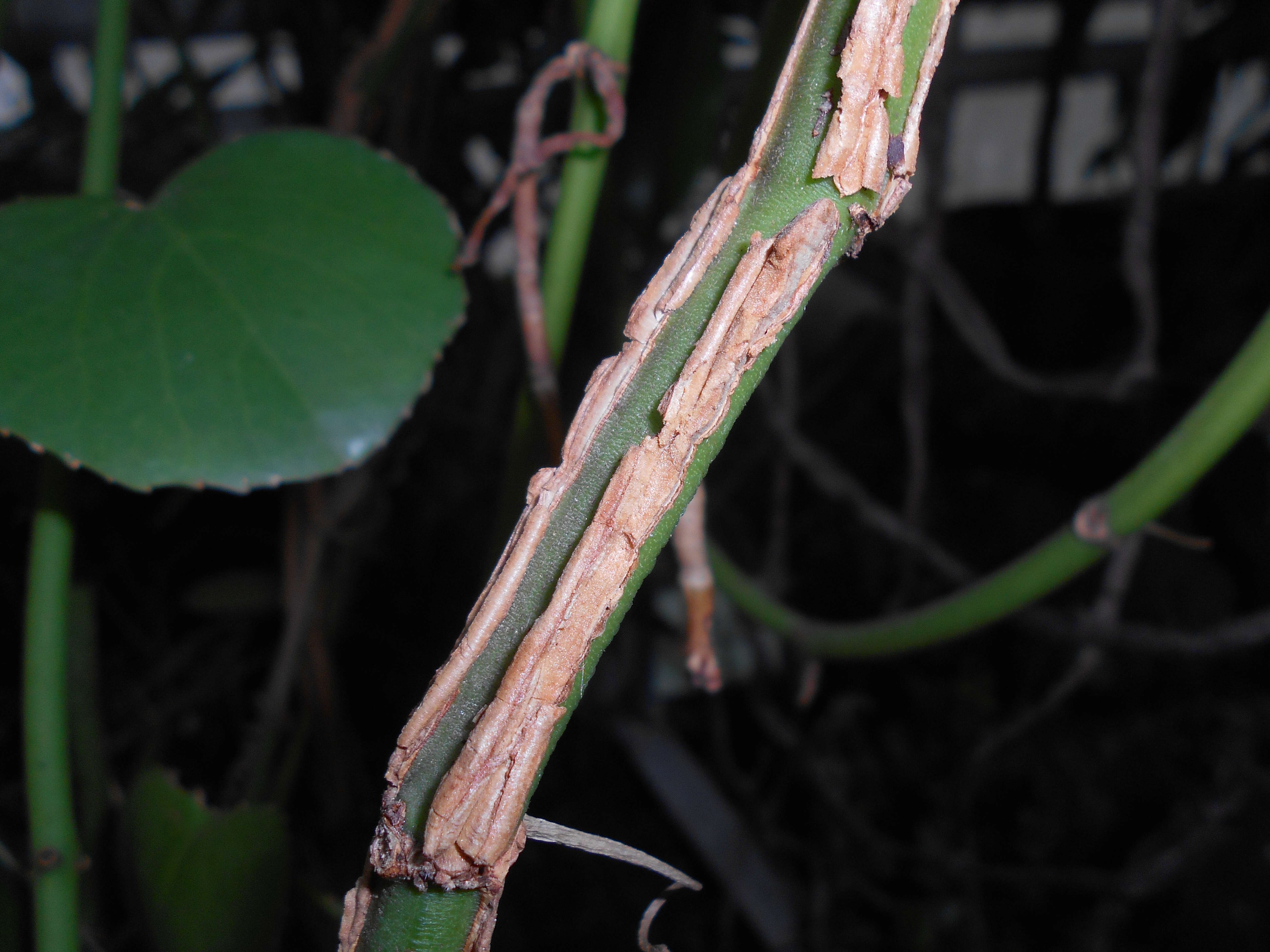 Image of Venezuelan treebine