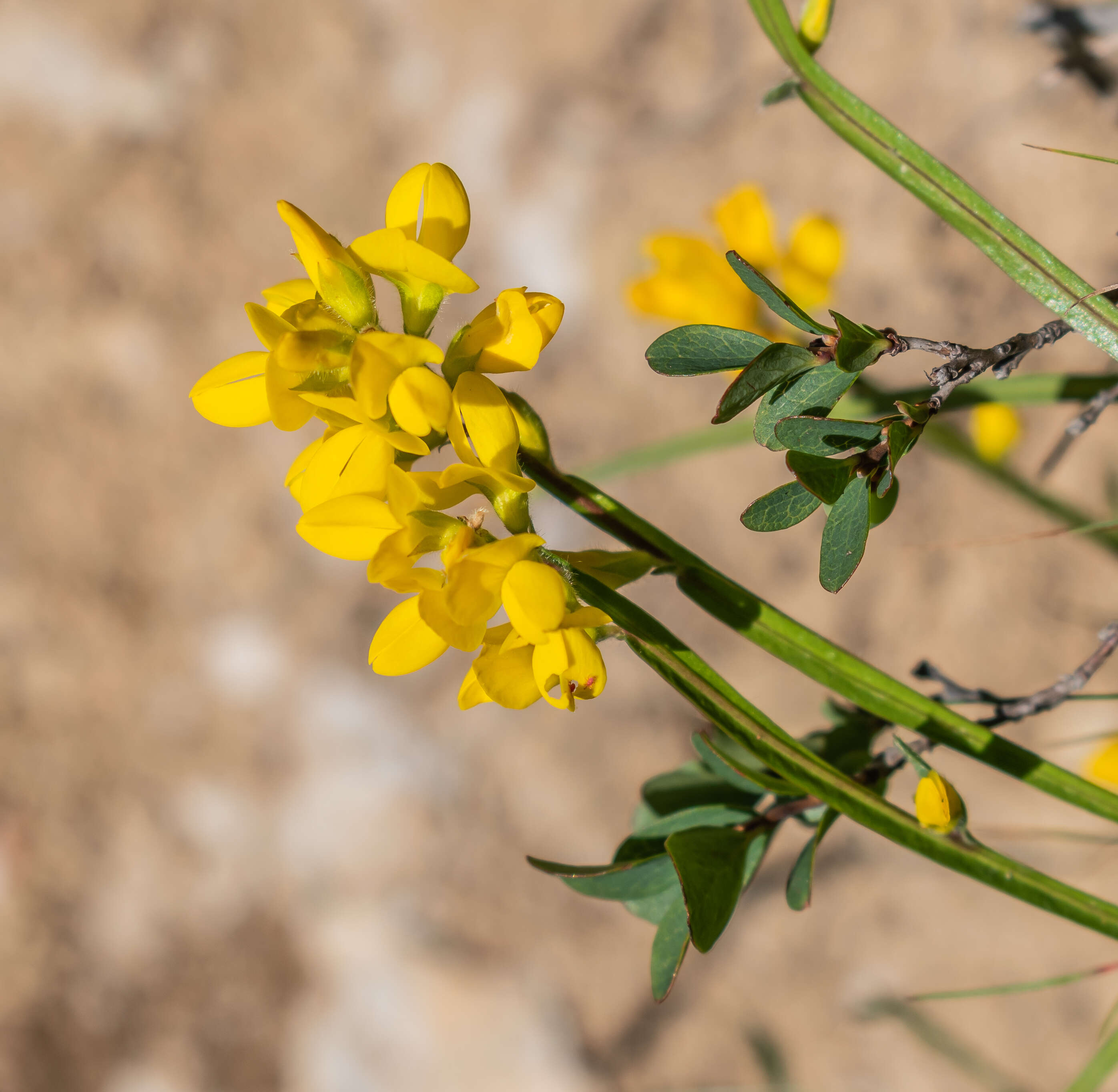 Слика од Genista sagittalis L.