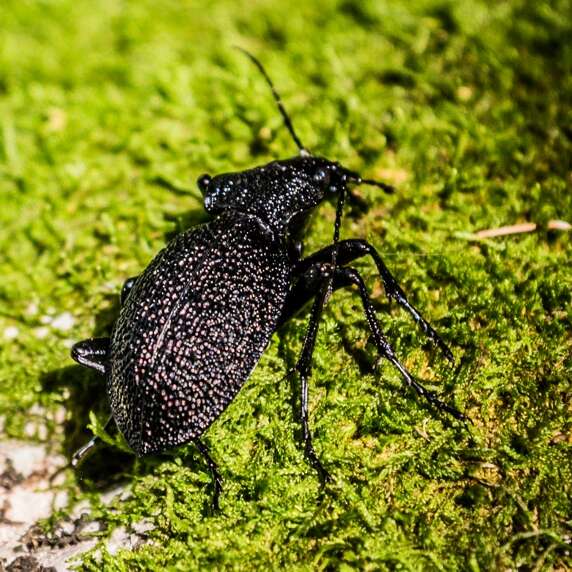 Image of Carabus (Procerus) gigas Creutzer 1799