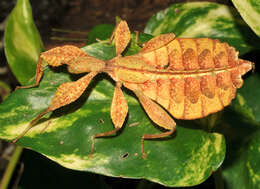 Image of Phyllium (Phyllium) philippinicum Hennemann, Conle, Gottardo & Bresseel 2009