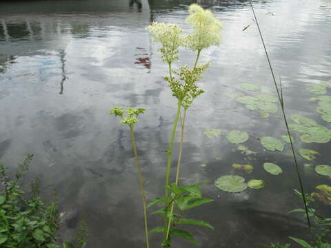 Image of Meadowsweet