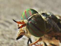 Image de Hybomitra ciureai (Seguy 1937)