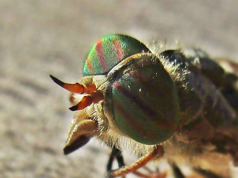 صورة Hybomitra ciureai (Seguy 1937)