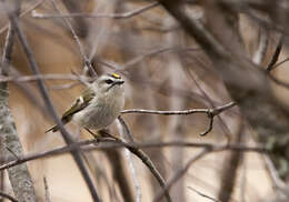 Image of Golden-crowned Kinglet