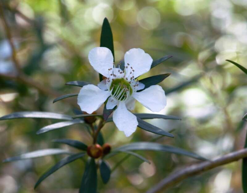 صورة Leptospermum morrisonii J. Thompson