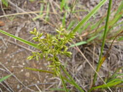 Image de Cyperus hillebrandii Boeckeler