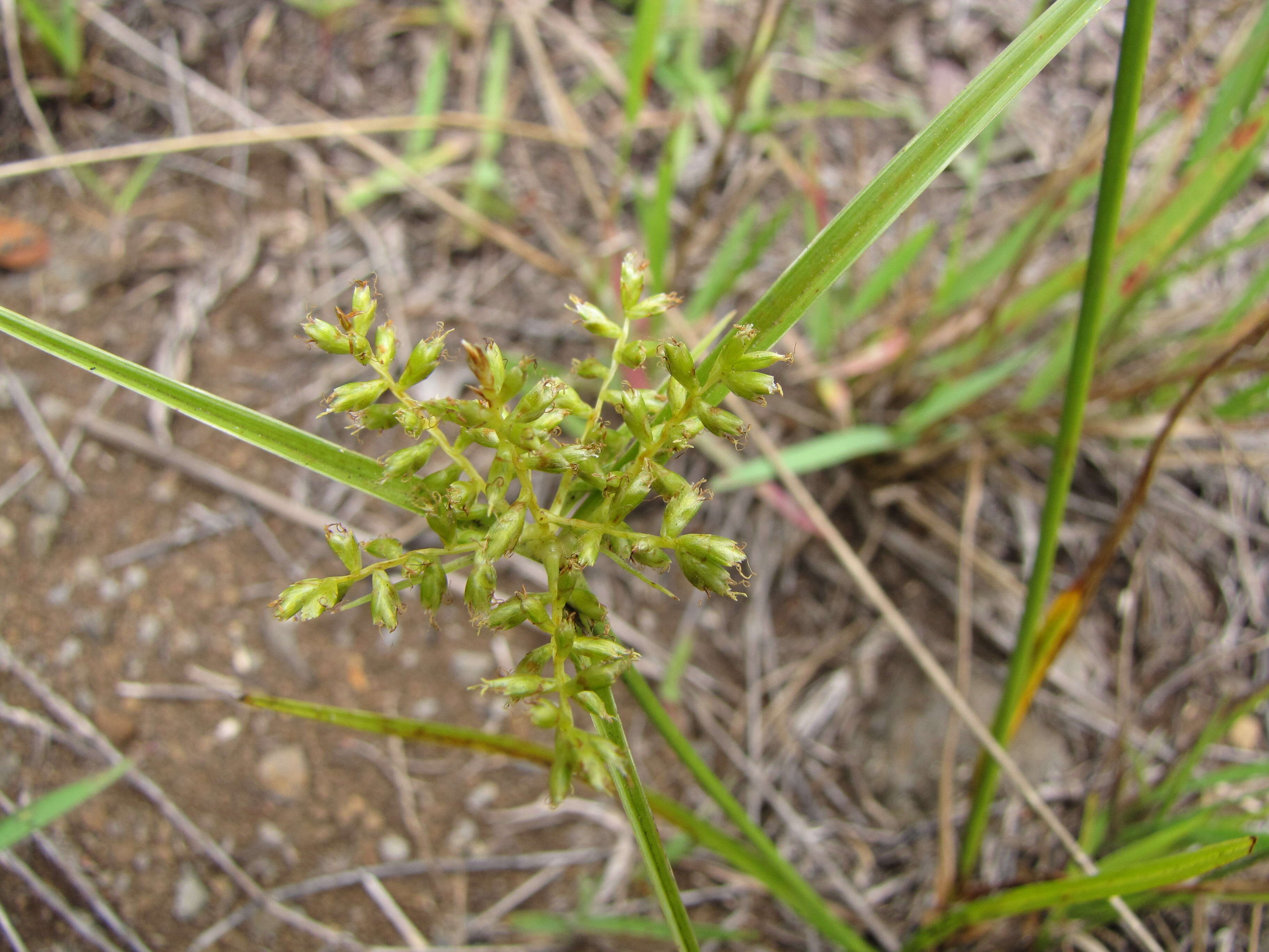 Image de Cyperus hillebrandii Boeckeler