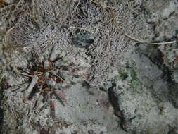 Image of slate pencil urchin