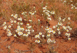 Image of Common White Sunray