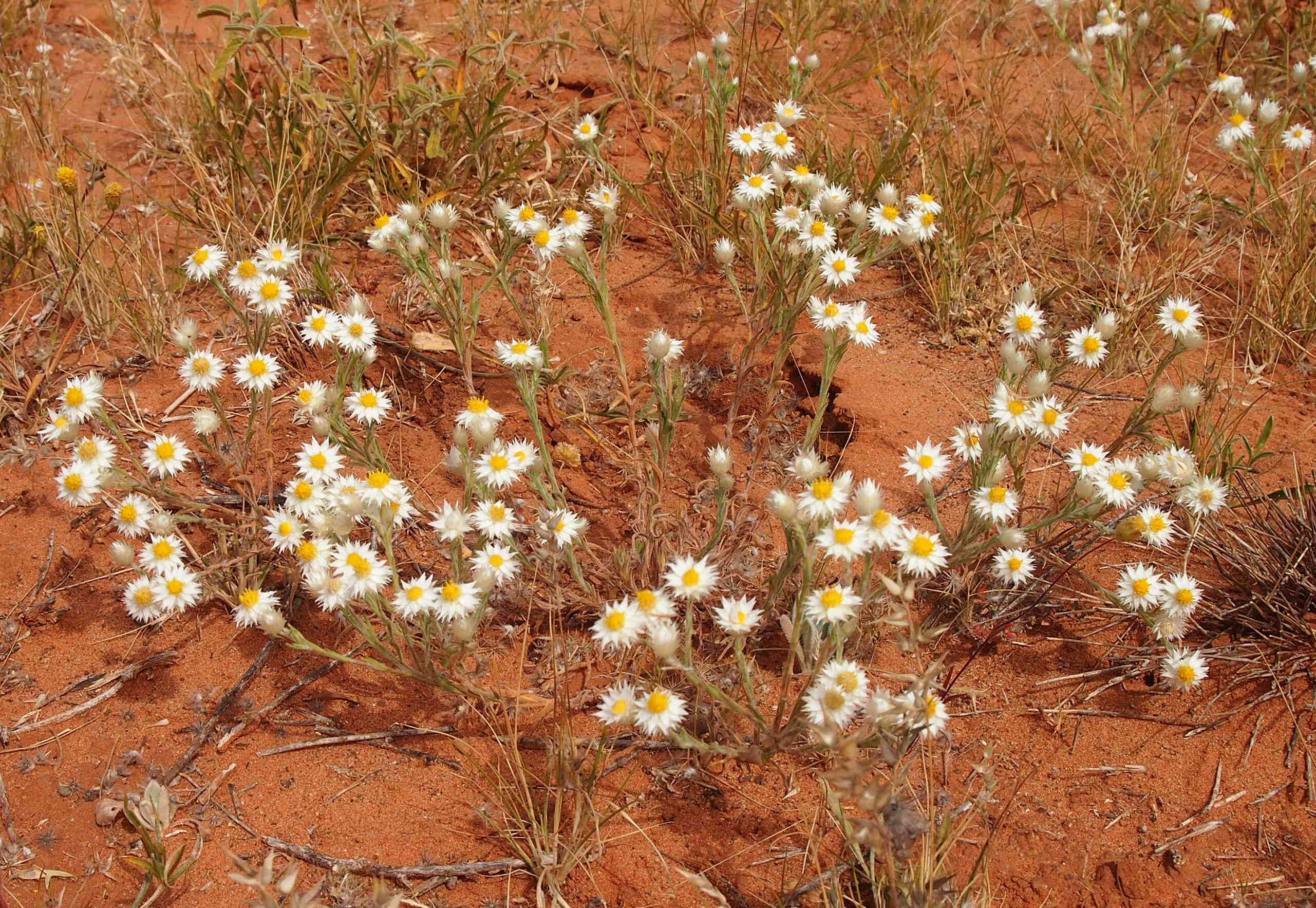 Imagem de Rhodanthe floribunda (DC.) P. G. Wilson